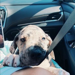 Meet your Posher, Izzy